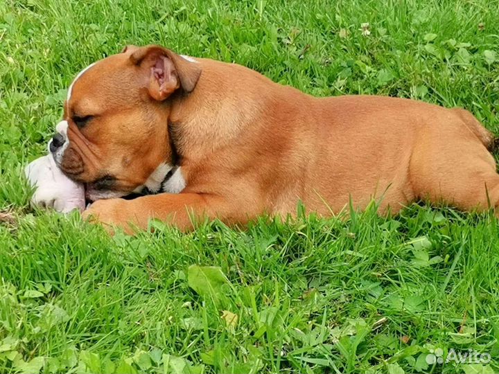 Английский бульдог