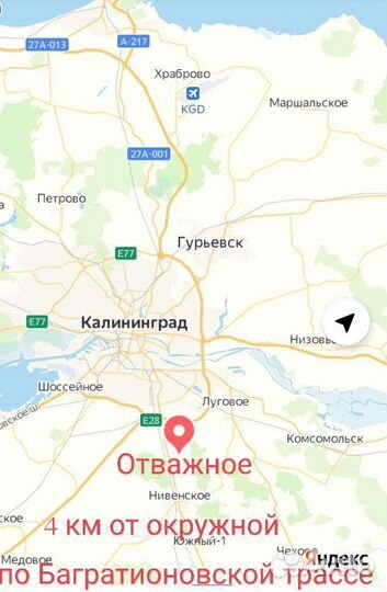 Фундук саженцы