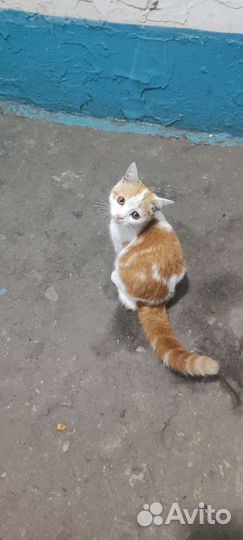 Британская кошечка