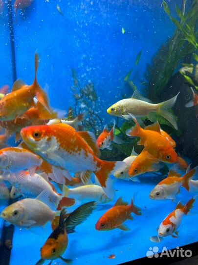 Рыба для пруда