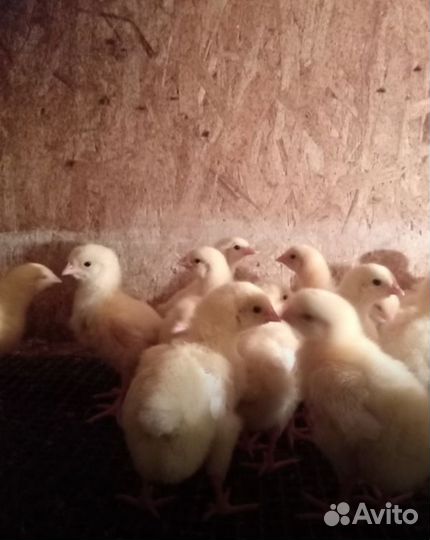 Цыплята бройлерные, утята, индюшата