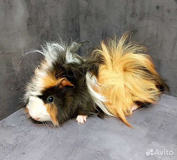 Морские свинки Перуанские