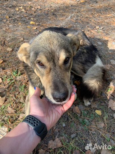 Собака в добрые руки