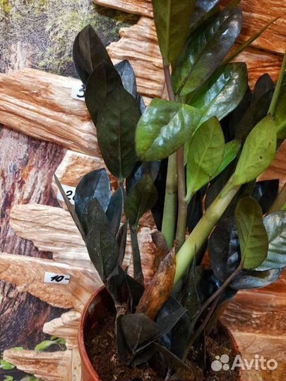 Замиокулькас черный равен, черный ворон