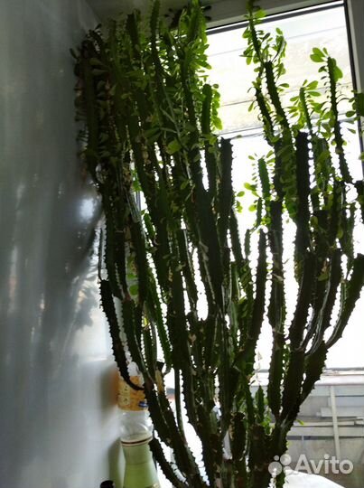 Треугольный молочай