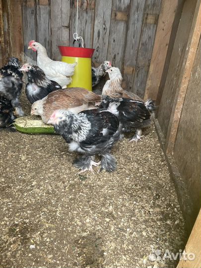 Цыпленок петух Фавероль