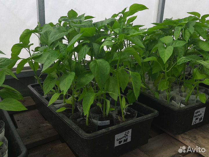 Рассада. Сезон продаж закрыт