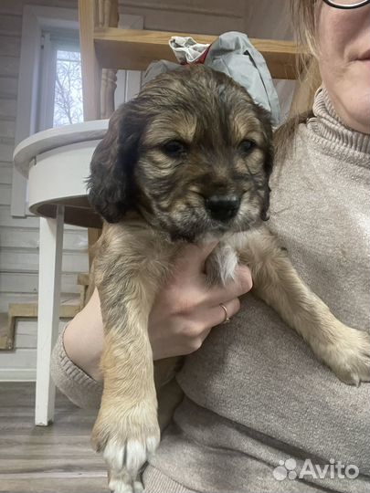 Щенки английский кокер спаниель