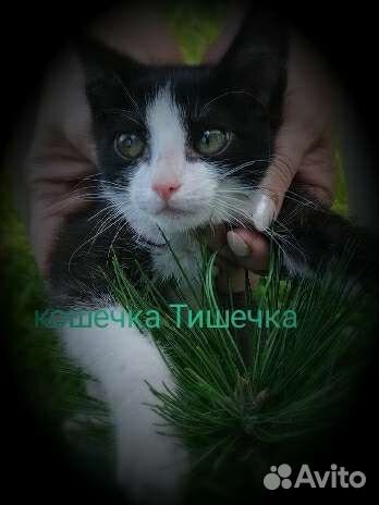 Кошечка в добрые руки