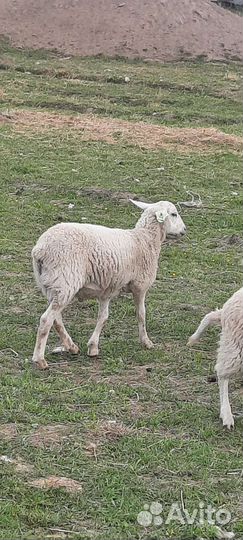 Продаю барашка для Вас. Катумская баранина