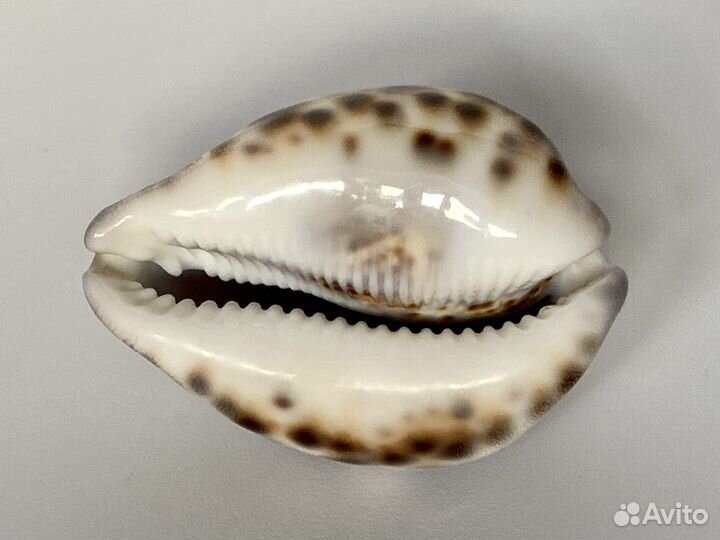 Ракушка морская