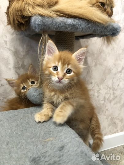 Котенок Мейн-кун