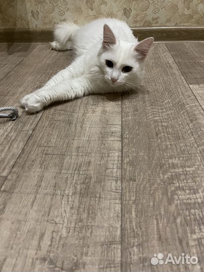 Турецкая ангора