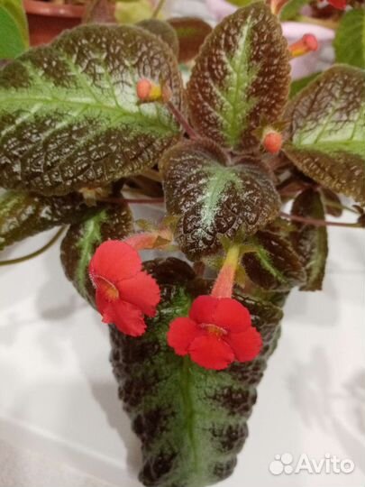 Комнатные растения