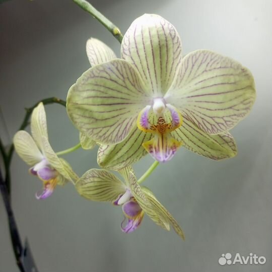 Сортовые орхидеи