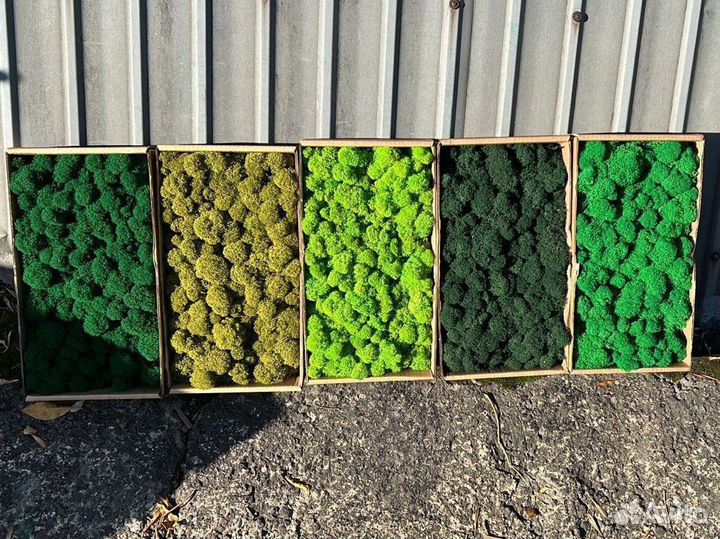 Стабилизиронный мох ягель, кочка, пластовой