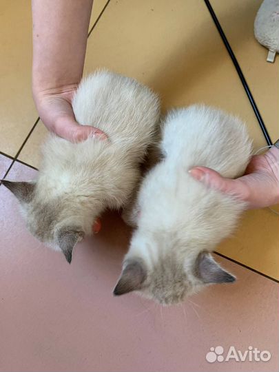 Котята Девочки