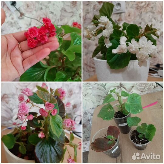 Бегония вечноцветущая махровая белая