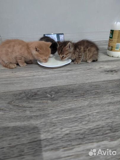 Кошки бесплатно
