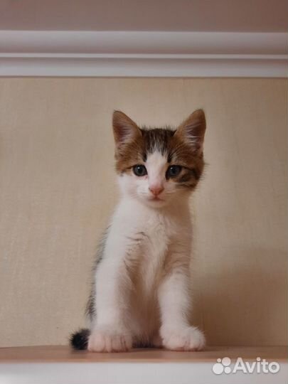 Котёнок мальчик