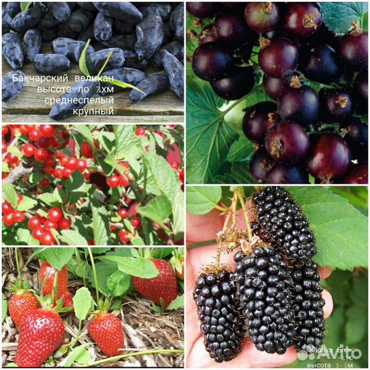 Малина,клубника,жимолость,вишня,айва,самшит