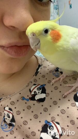 Попугай корелла говорящий