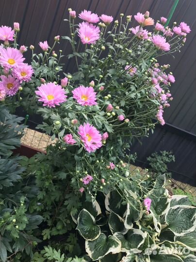 Хризантема сиреневая