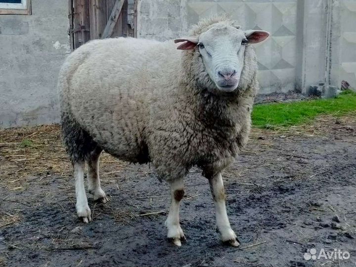 Баран-производитель на племя