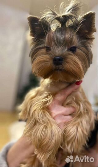 Йорк для вязки