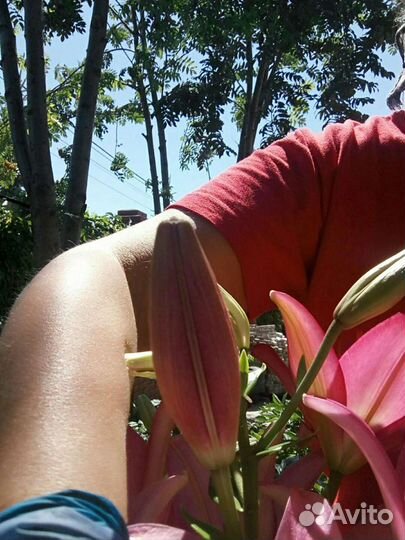 Лилии луковицы