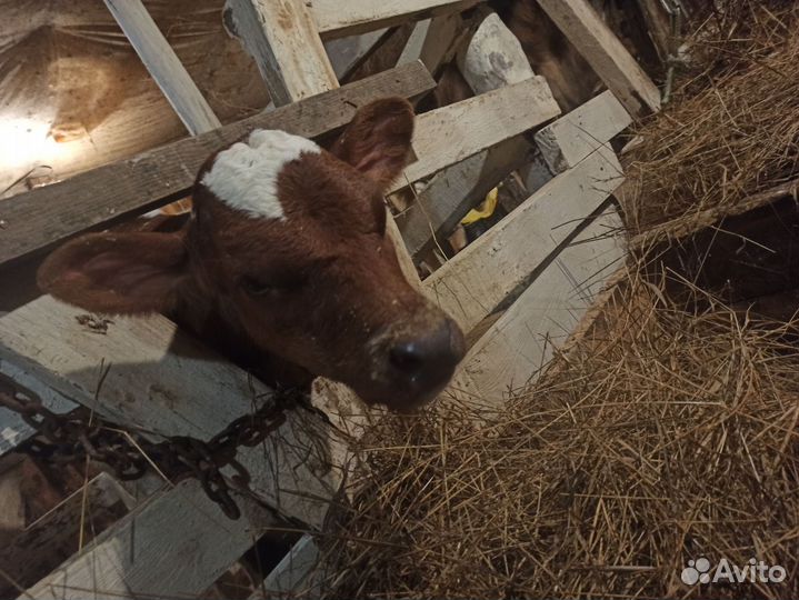 Коза дойная молочная