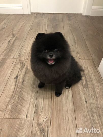 Случка, вязка, ищем девочку, шпиц-мальчик