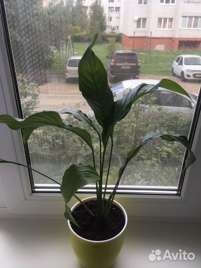 Цветы комнатные