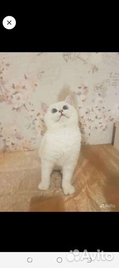 Шотландский кот вязка