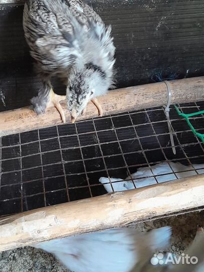 Цыплята несушки подрощенные