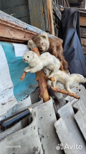 Чучела животных