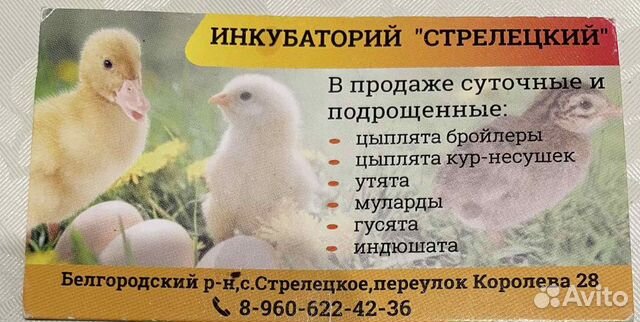 Цыплята, утята и т.д