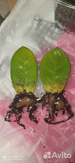 Замиокулькас