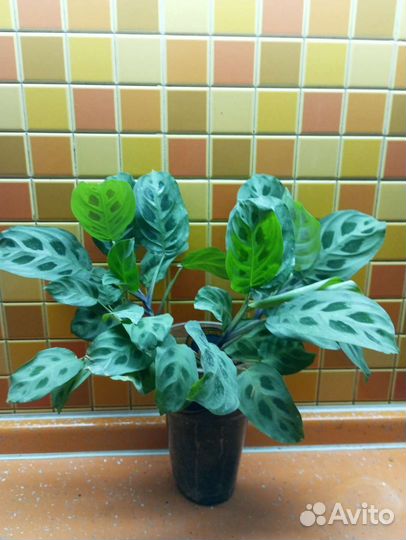 Комнатные растения 3