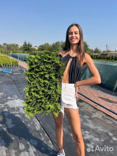 Саженцы туи оптом