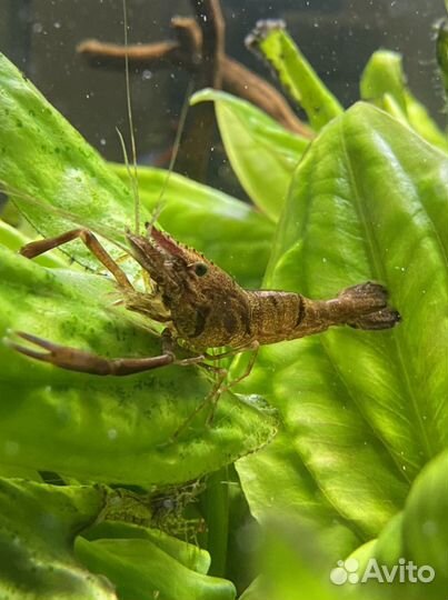 Кольцерукая креветка