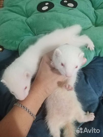 Хорьки девочки