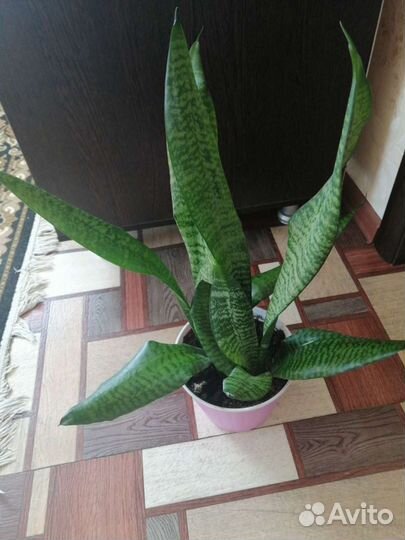 Сансевьера