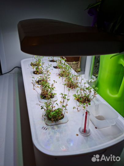 Установка гидропоника, выращивание микрозелени