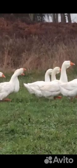 Гуси породы Линда