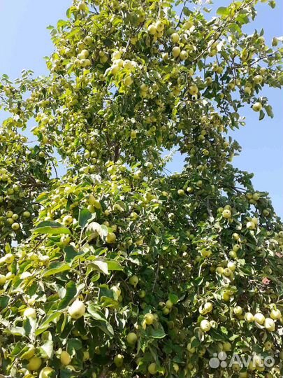 Яблоки белый налив