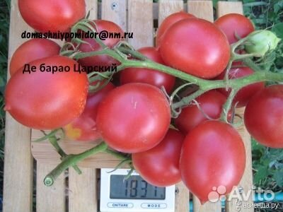 Семена помидор