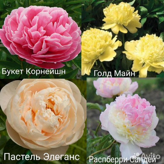 Пионы сортовые зкс