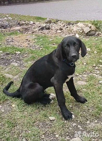 Собака в добрые руки