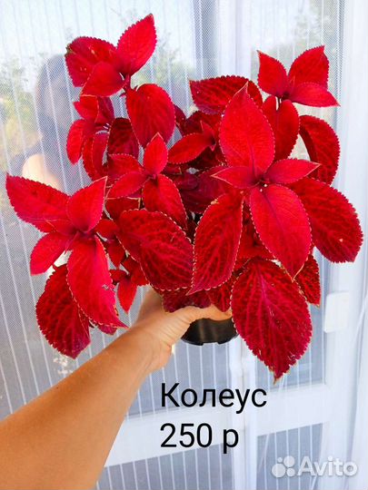 Красивые комнатные растения. Часть 2